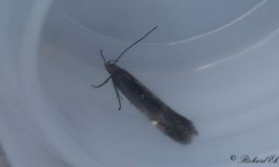 Getvpplingspalpmal - Vetch Sober (Aproaerema anthyllidellum)