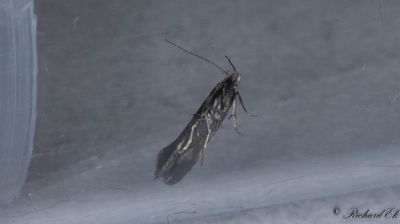 Getvpplingspalpmal - Vetch Sober (Aproaerema anthyllidellum)