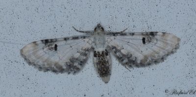 Klintmalmtare - Lime-Speck Pug (Eupithecia centaureata)