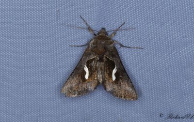 Droppmetallfly - Dewick's Plusia (Macdunnoughia confusa)