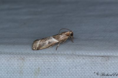 Grborotmott (Nyctegretis lineana)