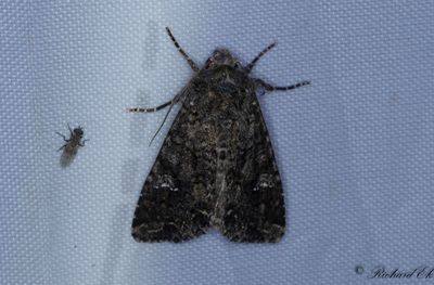 Klfly - Cabbage Moth (Mamestra brassicae)