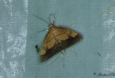 Lktravsmott (Evergestis limbata)