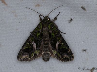 Mllfly - Orache Moth (Trachea atriplicis)