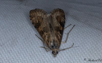 Nattflymott - Rush Veneer (Nomophila noctuella)