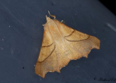 Askflikmtare - Dusky Thorn (Ennomos fuscantaria)
