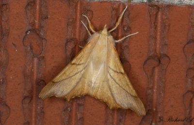 Askflikmtare - Dusky Thorn (Ennomos fuscantaria)