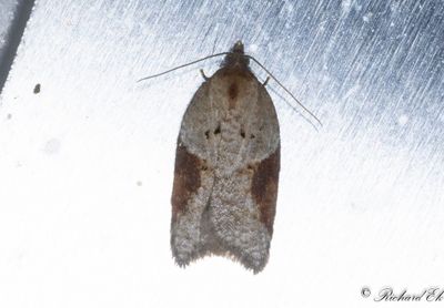 Flckhstvecklare (Acleris laterana)