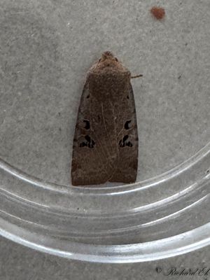 Svartprickigt plattfly - Black-spot Chestnut (Conistra rubiginosa)