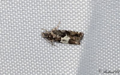 Smalvingad eksolvecklare - Early Oak Piercer (Pammene giganteana)