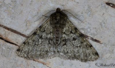 Grå fjädermätare - Pale Brindled Beauty (Phigalia pilosaria)