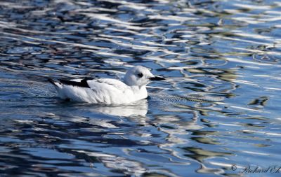 Nordlig tobisgrissla - Black Guillemot (Cepphus grylle mandtii)