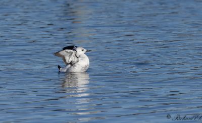 Nordlig tobisgrissla - Black Guillemot (Cepphus grylle mandtii)