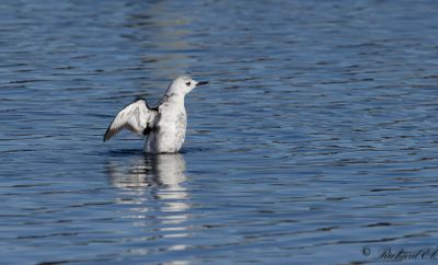 Nordlig tobisgrissla - Black Guillemot (Cepphus grylle mandtii)