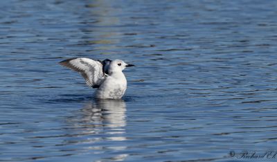 Birdtrips & Wildlife Expeditions