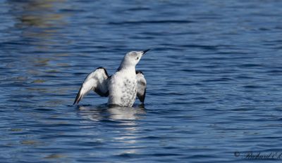 Nordlig tobisgrissla - Black Guillemot (Cepphus grylle mandtii)