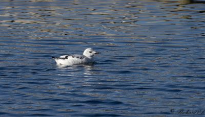 Nordlig tobisgrissla - Black Guillemot (Cepphus grylle mandtii)