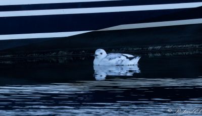 Nordlig tobisgrissla - Black Guillemot (Cepphus grylle mandtii)