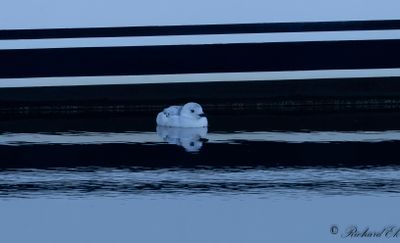 Nordlig tobisgrissla - Black Guillemot (Cepphus grylle mandtii)