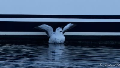 Nordlig tobisgrissla - Black Guillemot (Cepphus grylle mandtii)