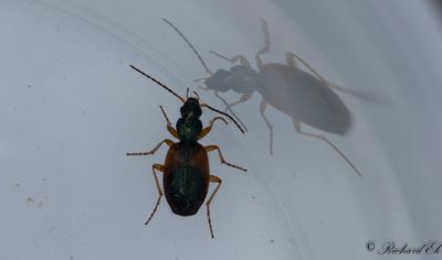 Flcklpare (Anchomenus dorsalis)