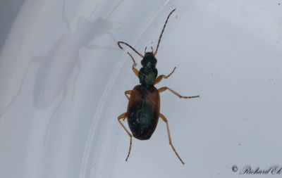 Flcklpare (Anchomenus dorsalis)
