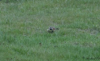 Häcksparv - Cirl Bunting (Emberiza cirlus)
