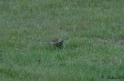 Häcksparv - Cirl Bunting (Emberiza cirlus)