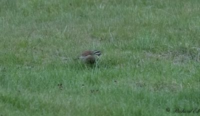 Häcksparv - Cirl Bunting (Emberiza cirlus)