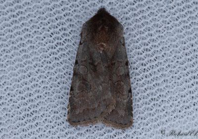 Rdviolett skogsfly - Red Chestnut (Cerastis rubricosa) 