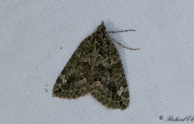 Brungrön fältmätare - Red-green Carpet (Chloroclysta siterata)