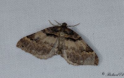 Brungul fältmätare - Shoulder-stripe (Earophila badiata)