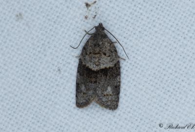 Grå lövträdsbredvecklare (Syndemis musculana)