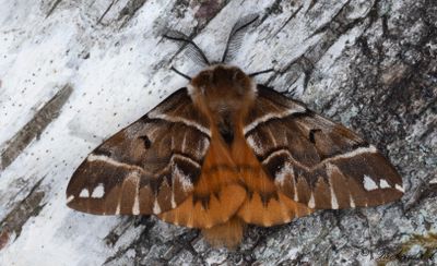 Skäckspinnare - Kentish Glory (Endromis versicolora)