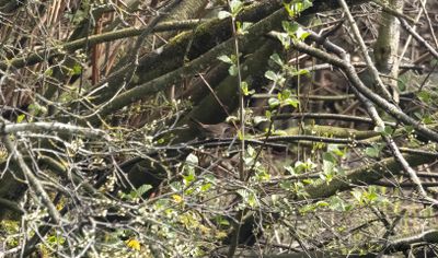 Cettisångare - Cetti's warbler (Cettia Cetti)