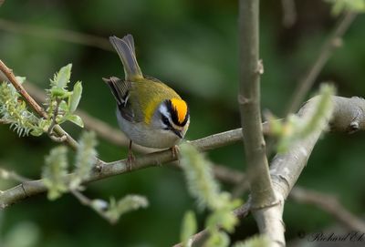 Brandkronad kungsfågel - Common Firecrest (Regulus ignicapillus)