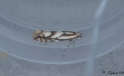 Apelguldmal - Spotted Tentiform Leafminer (Phyllonorycter blancardellus)