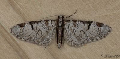 Hagtornsmalmätare - Pinion-spotted Pug (Eupithecia insigniata)