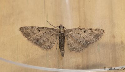 Gullrismalmätare - Golden-rod Pug (Eupithecia virgaureata)
