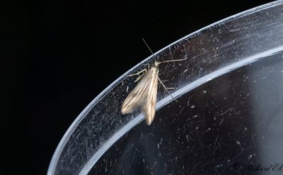 Hallonkonkavmal - Blackberry Skeletonizer (Schreckensteiniidae)