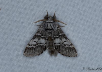Vintereksspinnare - Lunar Marbled Brown (Drymonia ruficornis)