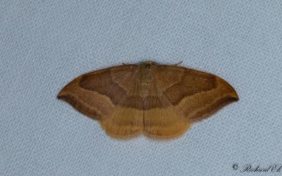 Boksikelvinge - Barred Hook-tip (Watsonalla cultraria)