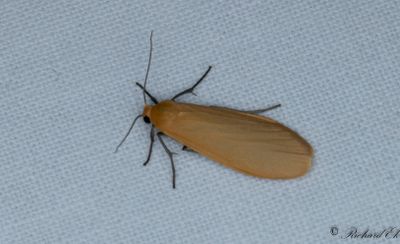 Guldgul lavspinnare - Orange Footman (Eilema sororcula)