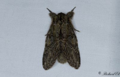 Ektandvinge - Great Prominent (Peridea anceps)