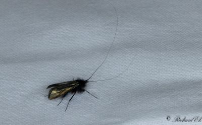 Ekantennmal (Adela reaumurella)