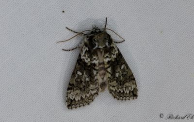 Ekgulhornspinnare - Frosted Green (Polyploca ridens)