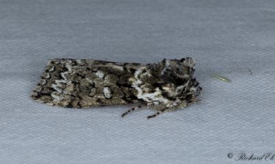 Ekgulhornspinnare - Frosted Green (Polyploca ridens)