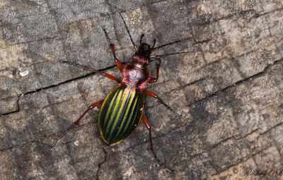 Praktlpare (Carabus auronitens)