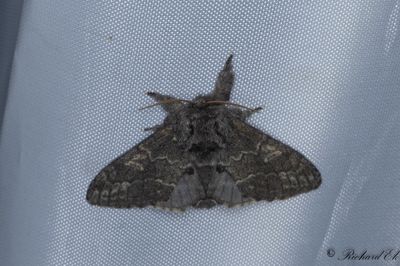 Asptandvinge - Large Dark Prominent (Notodonta torva)