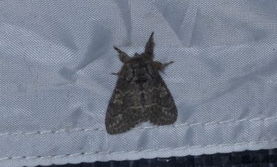 Asptandvinge - Large Dark Prominent (Notodonta torva)